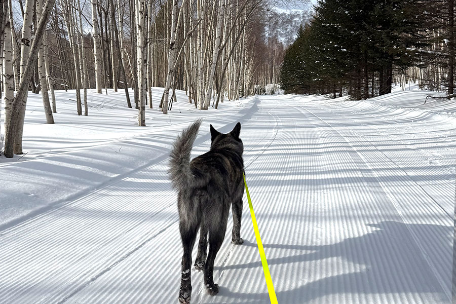 わんちゃんとお散歩コース