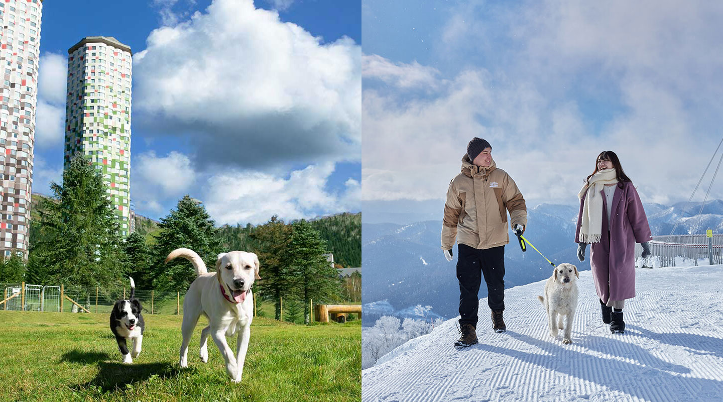 愛犬と楽しむリゾートステイ